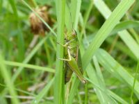 Common Green Grasshopper: Click to enlarge